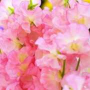 ヒメ日記 2025/05/24 08:57 投稿 マリア 石庭