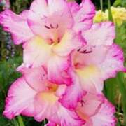 ヒメ日記 2025/05/24 09:23 投稿 マリア 石庭