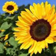 ヒメ日記 2025/05/24 19:09 投稿 マリア 石庭