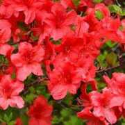 ヒメ日記 2025/05/31 10:30 投稿 マリア 石庭