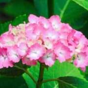 ヒメ日記 2025/05/31 13:00 投稿 マリア 石庭