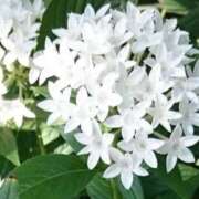 ヒメ日記 2025/05/31 13:56 投稿 マリア 石庭