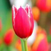 ヒメ日記 2025/05/31 14:50 投稿 マリア 石庭