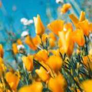 ヒメ日記 2025/06/07 11:56 投稿 マリア 石庭