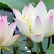 ヒメ日記 2025/06/07 14:30 投稿 マリア 石庭