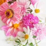 ヒメ日記 2025/07/05 16:20 投稿 マリア 石庭