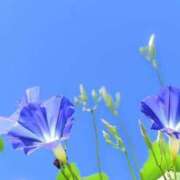 ヒメ日記 2025/07/15 13:10 投稿 マリア 石庭