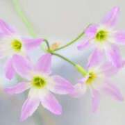 ヒメ日記 2025/07/24 15:50 投稿 マリア 石庭