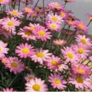 ヒメ日記 2025/07/26 10:28 投稿 マリア 石庭