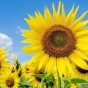 ヒメ日記 2025/08/10 16:00 投稿 マリア 石庭