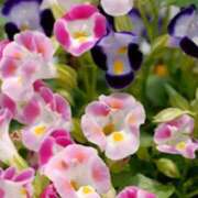 ヒメ日記 2025/08/23 09:50 投稿 マリア 石庭