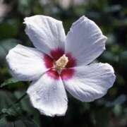 ヒメ日記 2025/08/30 11:40 投稿 マリア 石庭