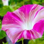 ヒメ日記 2025/09/27 09:40 投稿 マリア 石庭