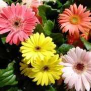 ヒメ日記 2025/10/11 09:00 投稿 マリア 石庭