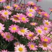 ヒメ日記 2025/11/01 09:40 投稿 マリア 石庭