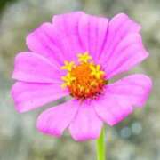 ヒメ日記 2025/11/22 09:00 投稿 マリア 石庭