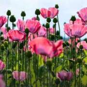 マリア おはようございます 石庭