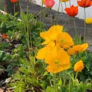 マリア 次の空きは 石庭