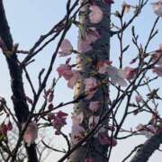 マリア おはようございます 石庭