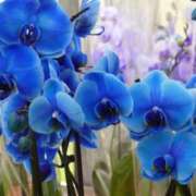 マリア こんばんは 石庭