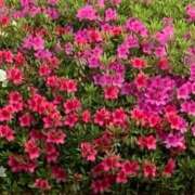 マリア 石庭へ 石庭