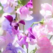 ヒメ日記 2026/05/09 09:20 投稿 マリア 石庭