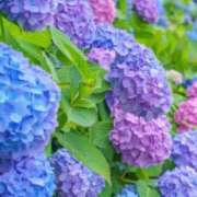 ヒメ日記 2026/05/30 17:30 投稿 マリア 石庭