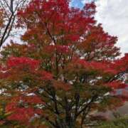 ヒメ日記 2025/11/12 13:50 投稿 ももかさん いけない奥さん 十三店