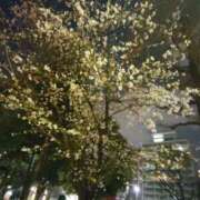 ヒメ日記 2026/03/30 08:37 投稿 ももかさん いけない奥さん 十三店