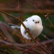 ヒメ日記 2024/12/12 06:28 投稿 ひよりさん いけない奥さん 十三店
