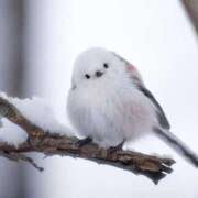 ヒメ日記 2025/01/19 08:27 投稿 ひよりさん いけない奥さん 十三店