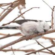 ヒメ日記 2025/02/14 02:38 投稿 ひよりさん いけない奥さん 十三店