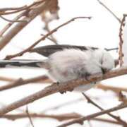 ヒメ日記 2025/03/13 02:48 投稿 ひよりさん いけない奥さん 十三店