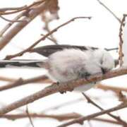 ヒメ日記 2025/03/22 03:18 投稿 ひよりさん いけない奥さん 十三店