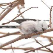 ヒメ日記 2025/03/23 01:08 投稿 ひよりさん いけない奥さん 十三店