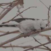 ヒメ日記 2025/04/14 02:13 投稿 ひよりさん いけない奥さん 十三店