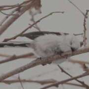 ヒメ日記 2025/04/19 04:08 投稿 ひよりさん いけない奥さん 十三店