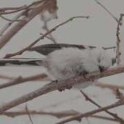 ヒメ日記 2025/04/28 01:38 投稿 ひよりさん いけない奥さん 十三店