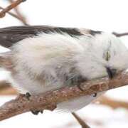 ヒメ日記 2026/01/17 01:28 投稿 ひよりさん いけない奥さん 十三店