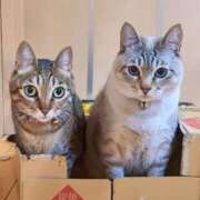 ヒメ日記 2025/07/15 15:29 投稿 こいこさん いけない奥さん 十三店