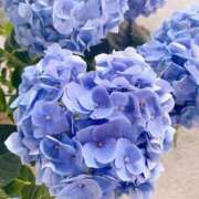 ヒメ日記 2025/06/19 08:32 投稿 さくらさん いけない奥さん 十三店