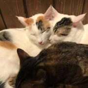 ヒメ日記 2025/08/19 18:48 投稿 ちかさん いけない奥さん 十三店