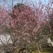 ヒメ日記 2026/04/02 11:38 投稿 ちかさん いけない奥さん 十三店