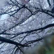 ヒメ日記 2025/04/11 04:22 投稿 ラブリ 京都デリヘル倶楽部