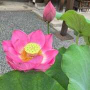 ヒメ日記 2025/07/05 10:40 投稿 クミ 京都人妻デリヘル倶楽部