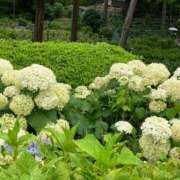 ヒメ日記 2025/07/08 09:34 投稿 クミ 京都人妻デリヘル倶楽部