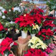 クミ 出勤♡ 京都人妻デリヘル倶楽部