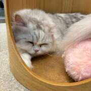 ヒメ日記 2025/04/06 17:24 投稿 サリナ 京都デリヘル倶楽部