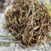 ヒメ日記 2025/03/19 08:04 投稿 ちえ 重役室(道後)