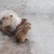 安達【人妻コース】 カピバラの湯 CLUB CANDY（鳥栖店）